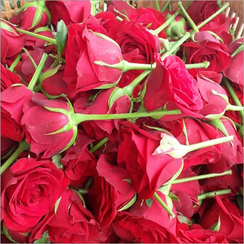 Fresh Rose (Gulab)
